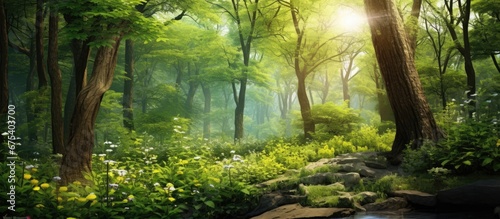 In the vibrant green forest a picturesque landscape unfolds with colorful spring flowers luscious grass and magnificent trees creating a captivating natural beauty As the summer sun shines 