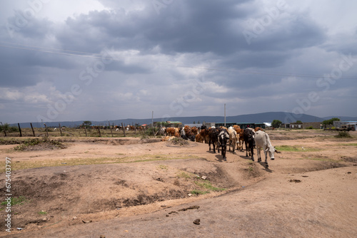 Cows walking through a Masaai village in Kenya- cattle drive photo