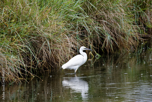 Aigrette