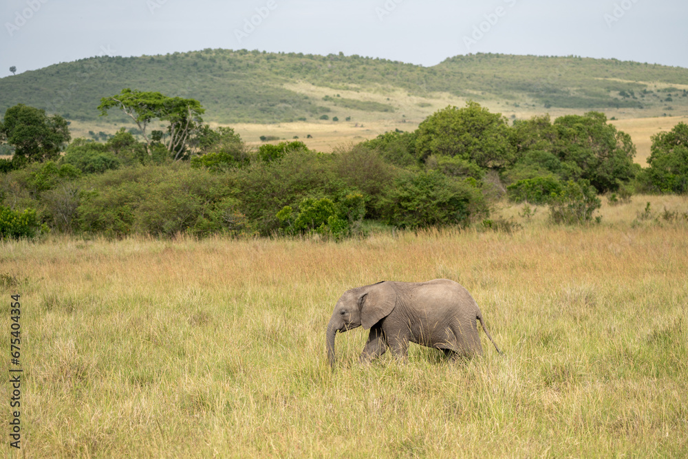 Elephant walks through the tall grass in the Masaai Mara in Kenya Elephant walks through the tall grass in the Masaai Mara in Kenya