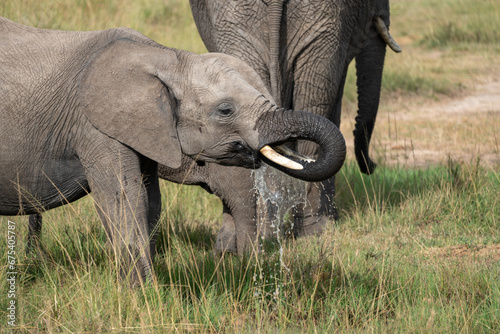 Baby elephant drinks water in the Masaai Mara in Kenya