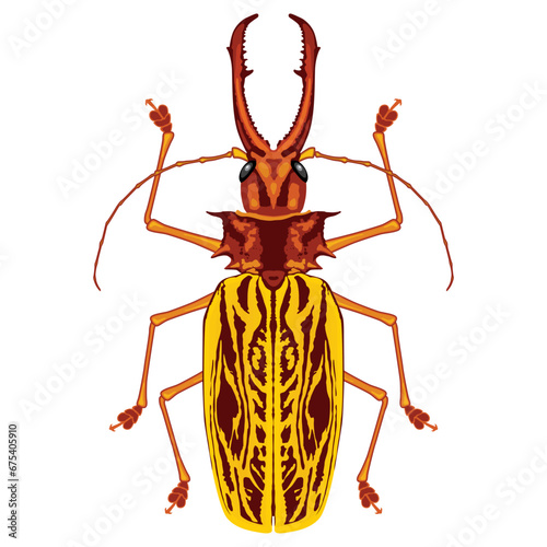 Macrodontia Cervicornis Sabertooth Longhorn Beetle. Giant amazonic beetle illustration photo