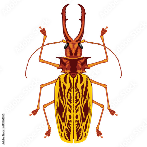 Macrodontia Cervicornis Sabertooth Longhorn Beetle. Giant amazonic beetle illustration