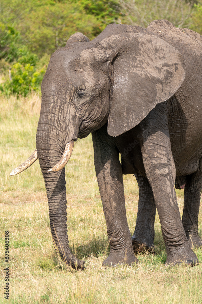 Fototapeta premium Elephant walks - Masai Mara Kenya