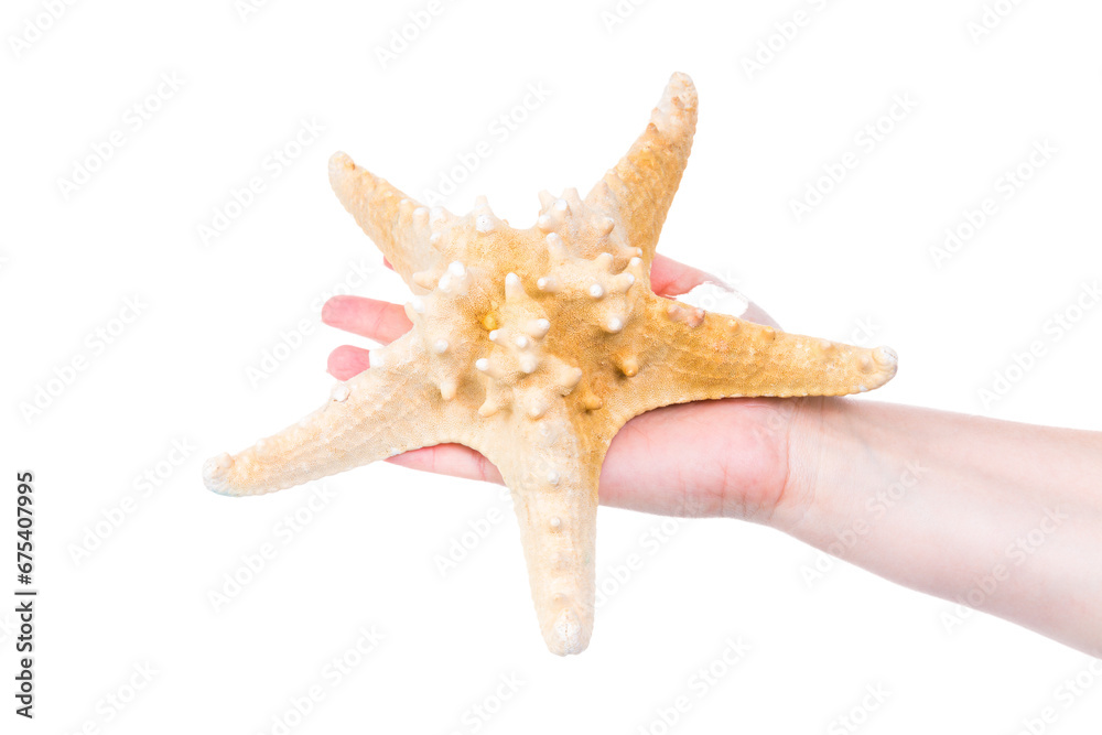 hand holding starfish isolated against transparent background hand holding starfish isolated against transparent background