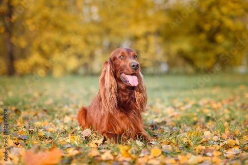 chocolate Irish setter on a walk in the autumn park among the yellow-red leaves waiting for the owner photo