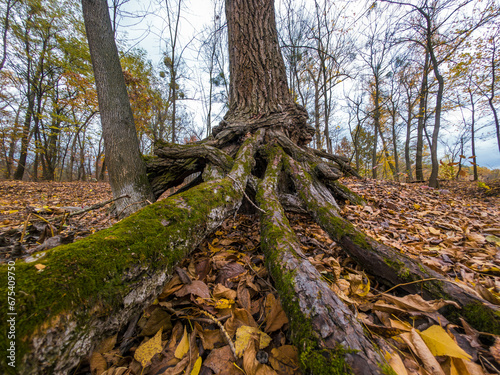 Whimsical tree roots in the autumn forest.