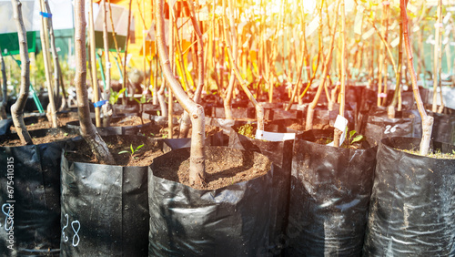 young fruit trees in a tree nursery photo