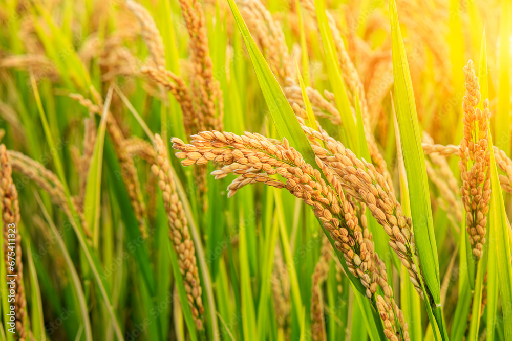 Close-up of ripe rice in the farmland Close-up of ripe rice in the farmland