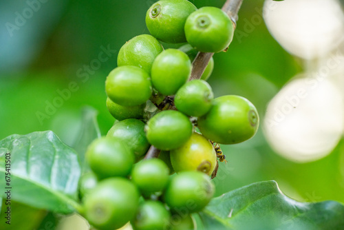 arabica coffee berries with agriculturist handsRobusta and arabica coffee berries with agriculturist hands.