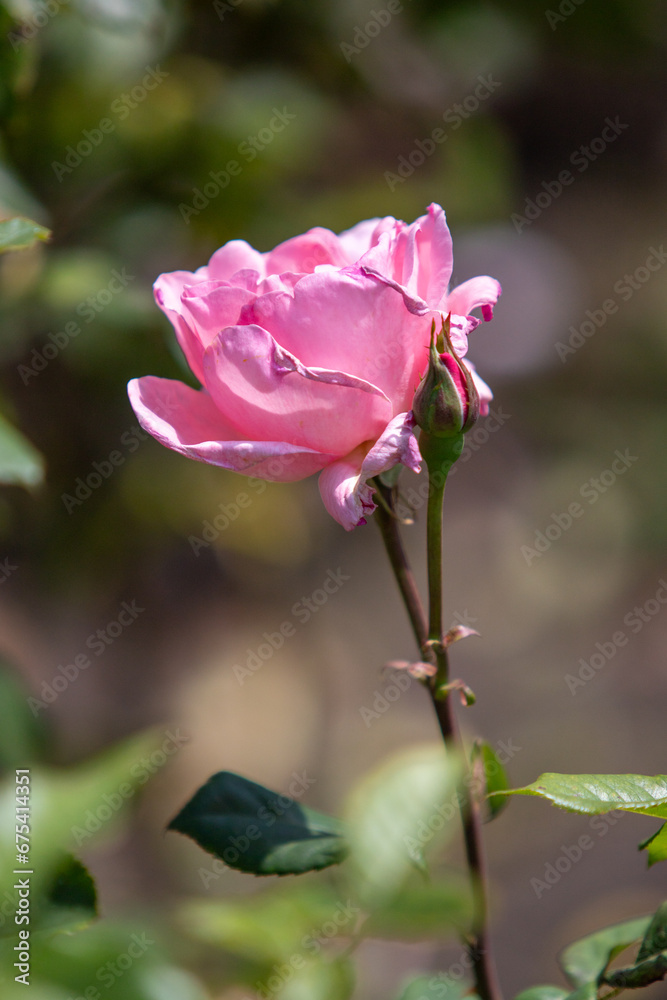 Rose flower close up in nature.