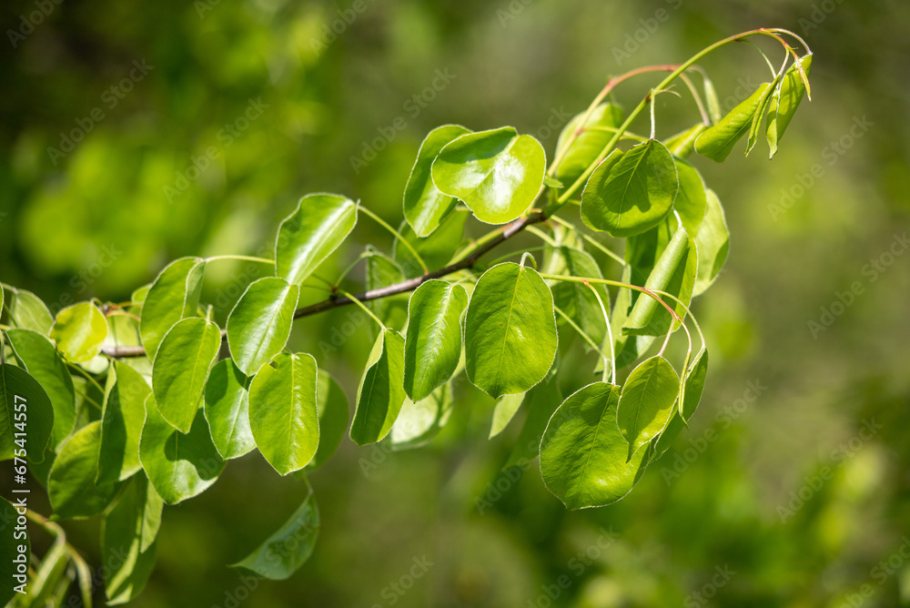 green tree leaves close-up on blurred bokeh background green tree leaves close-up on blurred bokeh background