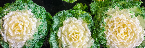 cabbage Brassica decorative beautiful plant fresh flower on the table copy space food background rustic top view
