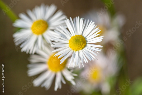 White aster flowers  blurred nature background. Autumn flowers.