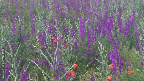 Blue wild field. Secondary steppe on the Kerch peninsula, Crimea overgrown with forking larkspur (Delphinium consolida) photo