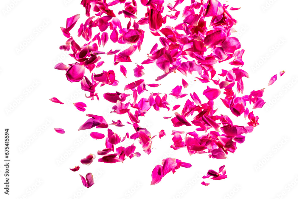 Fototapeta premium Deep pink rose petals falling from the top, isolated