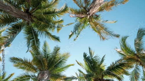 Low angle shot of tall green palm trees under a blue sky