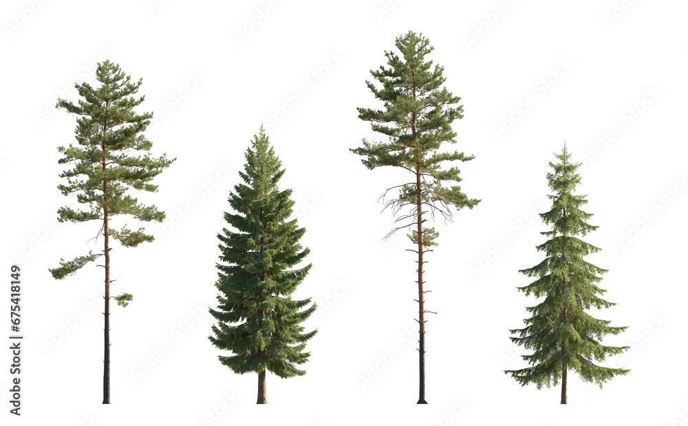 Set of Pinus sylvestris Scotch pine big tall tree and  spruce picea abies and pungens isolated png on a transparent background perfectly cutout in daylight Pine Pinaceae pine Baltic Pine fir
 - obrazy, fototapety, plakaty 