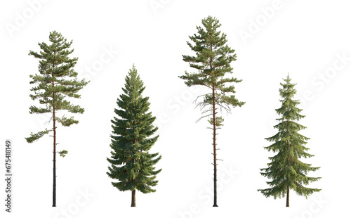Set of Pinus sylvestris Scotch pine big tall tree and  spruce picea abies and pungens isolated png on a transparent background perfectly cutout in daylight Pine Pinaceae pine Baltic Pine fir
 photo