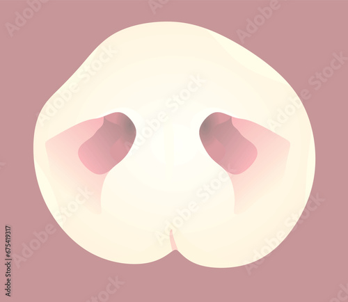 Pig nose mask. vector illustration