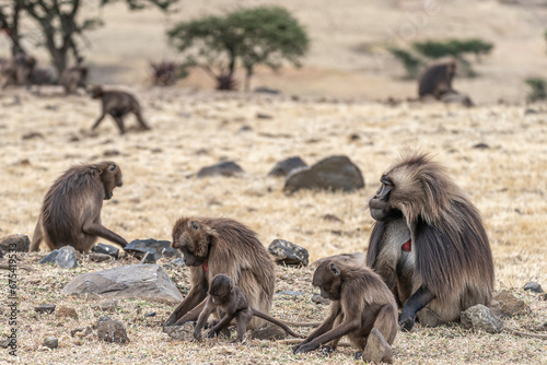 Family group of endemic animal Gelada, (Theropithecus gelada), in Ethiopian natural habitat Simien Mountains, Africa Ethiopia wildlife photo