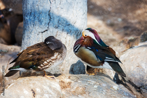 Mandarin Duck.
She is one of the most beautiful birds of our planet.. Of course, we are talking about the drake. The duck is also elegant and graceful, but modestly colored. The habitat of mandarin du