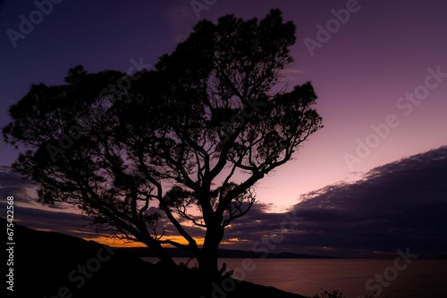 A silhouette of large trees on a lake shore under a purple sunset sky