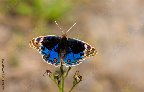 butterfly with fully spread wings, Junonia orithya photo