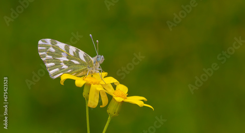 white butterfly on yellow flower, Pontia chloridice, Small Bath White © kenan
