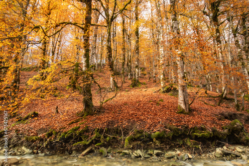 Beautiful beech forest in the middle of autumn with leaves on the ground and a stream at the bottom in the Irati jungle, Navarra, Spain