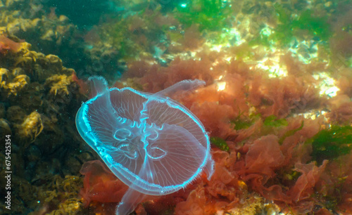 Common jellyfish, moon jellyfish (Aurelia aurita) swims over algae in the Black Sea