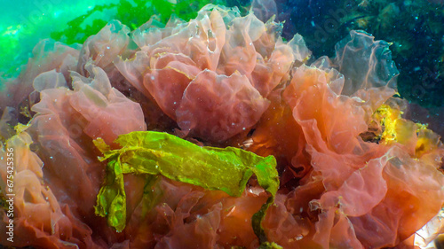 Green, red and brown algae on the seabed (Ulva, Enteromorpha, Ceramium, Cladophora, Porphira),