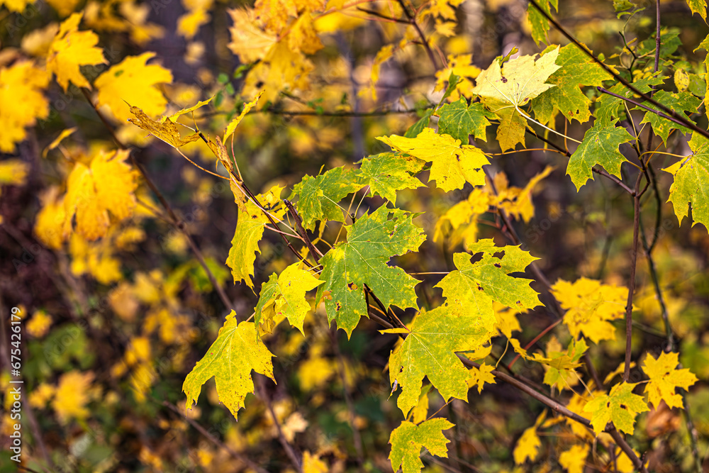 Herbstlaub im Wind Herbstlaub im Wind