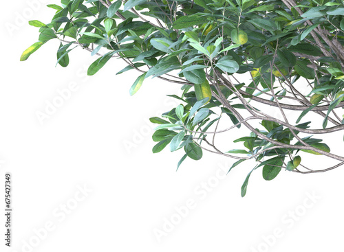 Various types of tree and branch 