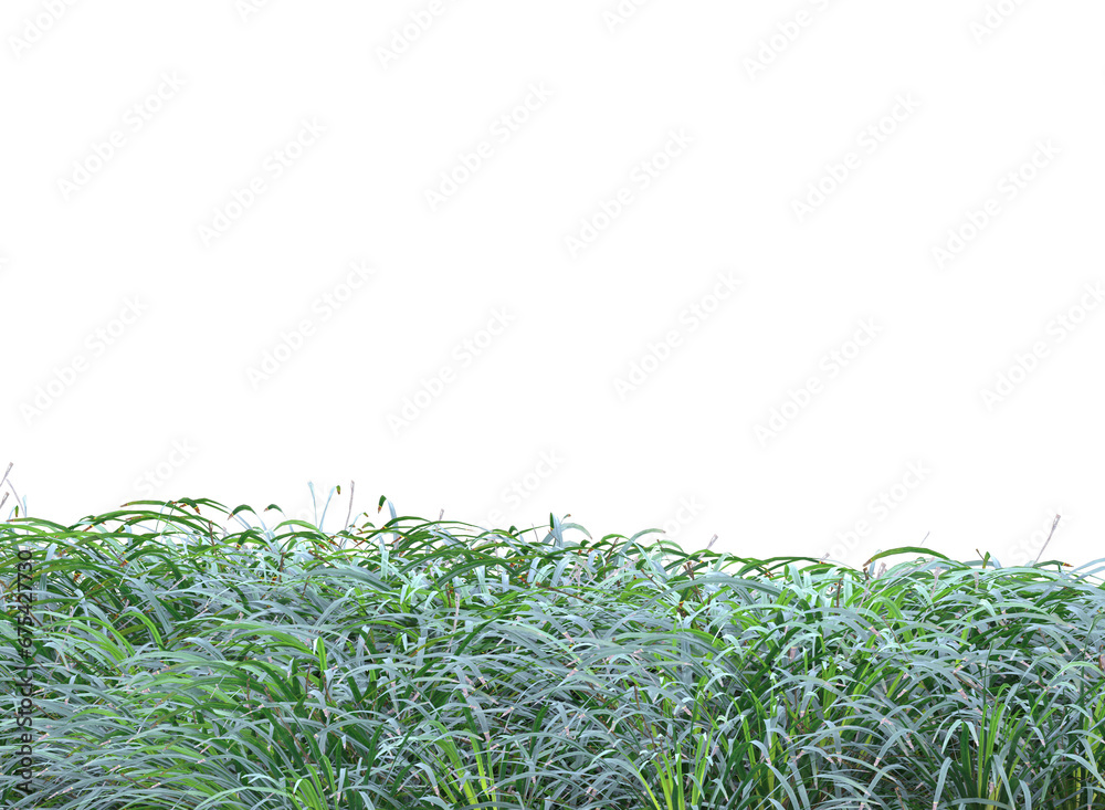 Fototapeta premium green grass background
