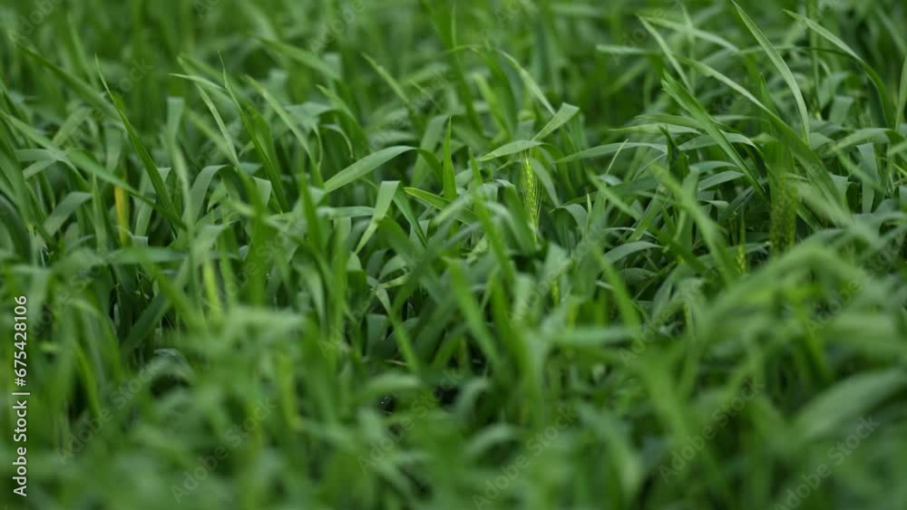 Green baby wheat plants are swaying gently in the breeze. The young plants are in their early stages of growth, their slender blades reaching towards the sun. Green baby wheat plants are swaying gently in the breeze. The young plants are in their early stages of growth, their slender blades reaching towards the sun.