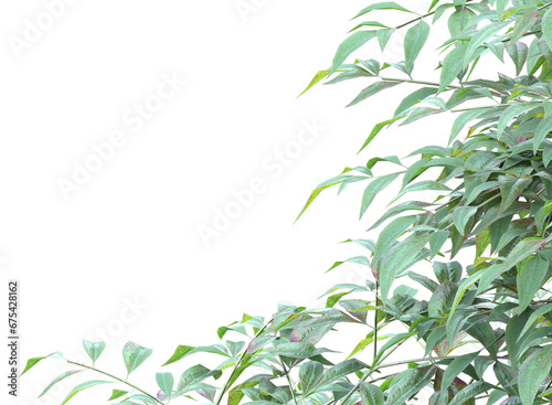 tree branch and leaves isolated