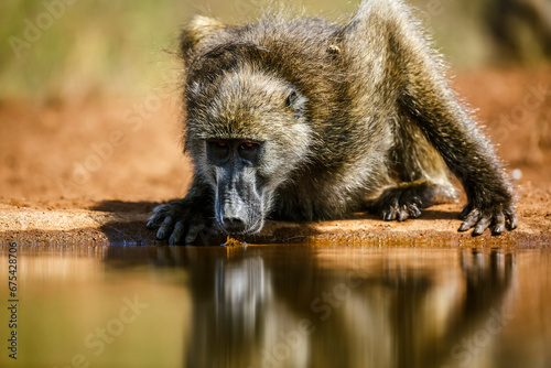 Chacma baboon drining front view in waterhole in Kruger National park, South Africa ; Specie Papio ursinus family of Cercopithecidae photo