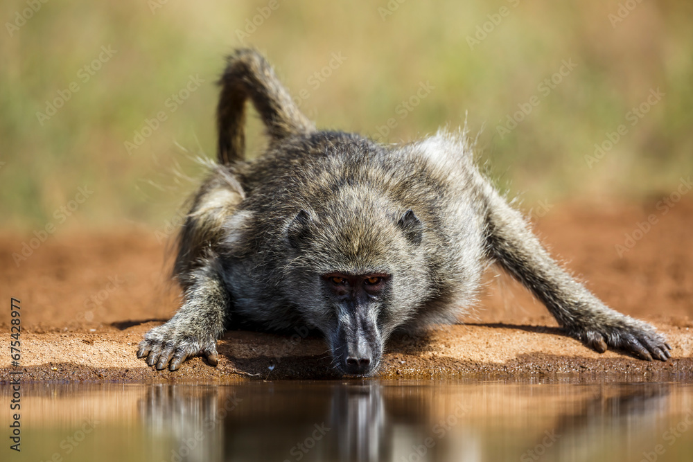 Chacma baboon drining front view in waterhole in Kruger National park, South Africa ; Specie Papio ursinus family of Cercopithecidae Chacma baboon drining front view in waterhole in Kruger National park, South Africa ; Specie Papio ursinus family of Cercopithecidae