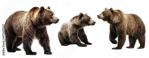 Set of Bear isolated on transparent background. Concept of animals.