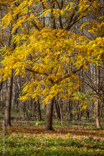 Yellow autumn leaves  autumn landscape.