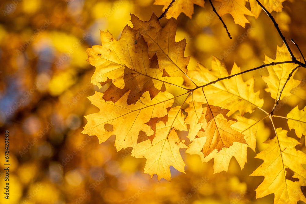 Yellow autumn leaves, autumn landscape. Yellow autumn leaves, autumn landscape.