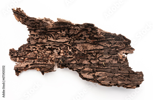 Brutgänge des Borkenkäfers in einem Stück Baumrinde photo