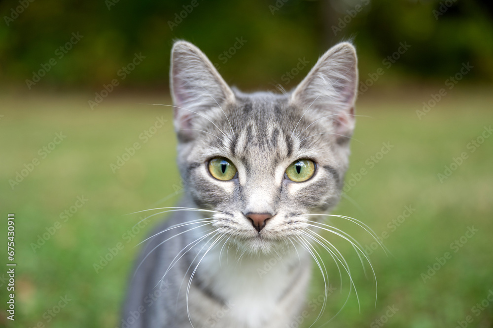 Portrait of gray tabby cat