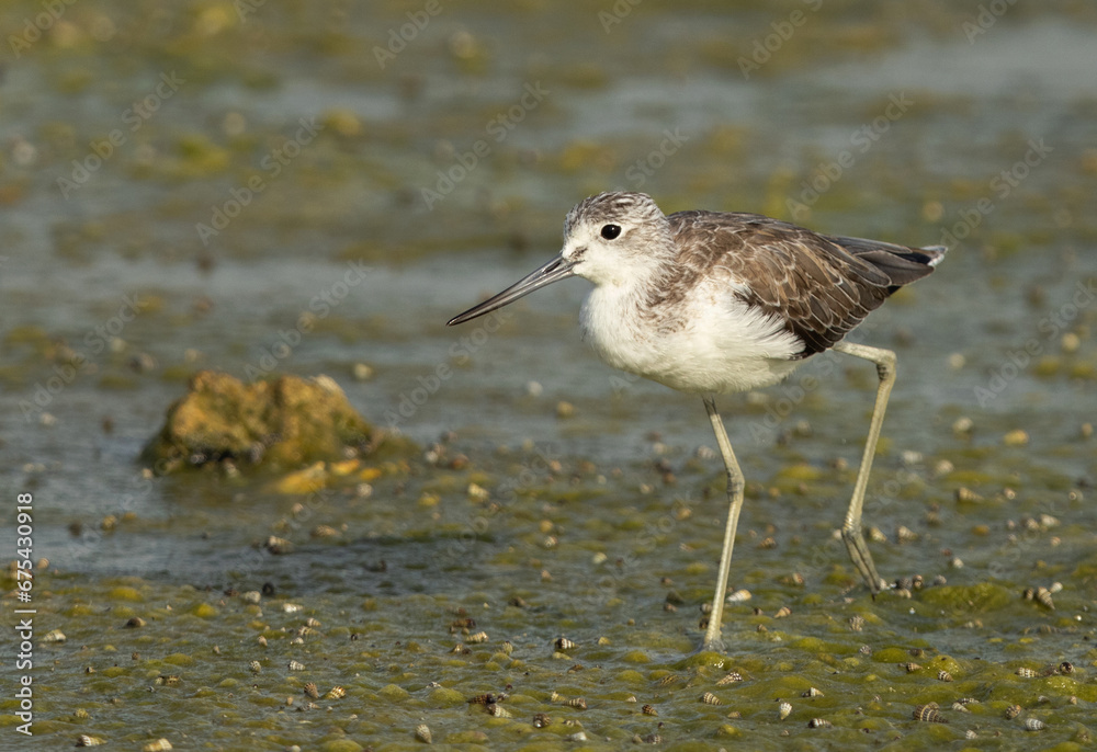 Closeup of a Common Greenshank at Arad coast of Bahrain Closeup of a Common Greenshank at Arad coast of Bahrain