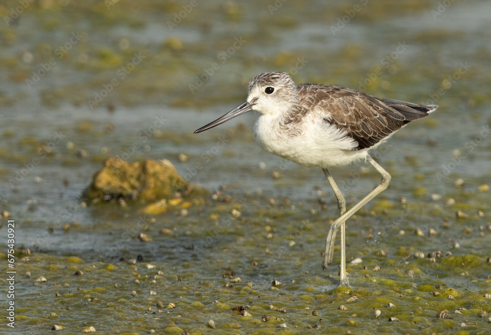 Portrait of a Common Greenshank at Arad coast of Bahrain Portrait of a Common Greenshank at Arad coast of Bahrain