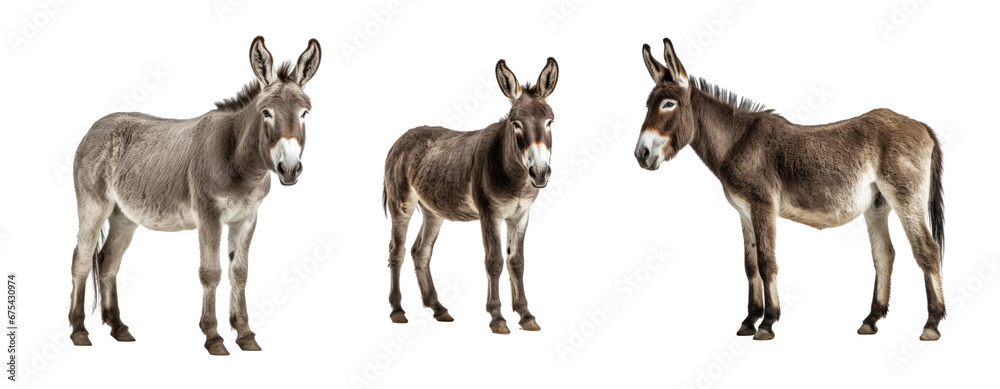 Fototapeta premium Set of Donkey isolated on transparent background. Concept of animals.