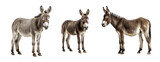 Set of Donkey isolated on transparent background. Concept of animals.