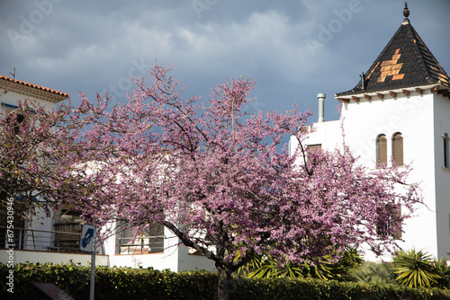 Tree of Love (Cercis siliquastrum) in bloom, judas tree, pink blossom tree photo