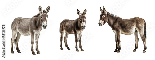 Set of Donkey isolated on transparent background. Concept of animals.